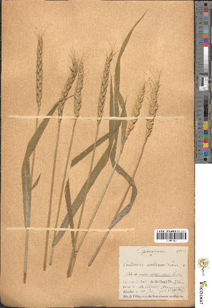 spécimen de Triticum sativum