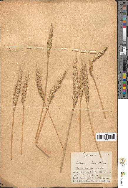 spécimen de Triticum sativum