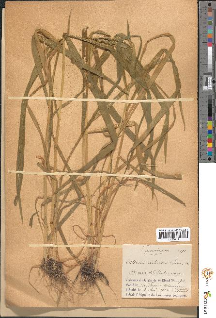 spécimen de Triticum sativum