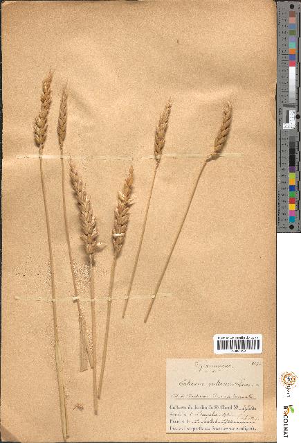 spécimen de Triticum sativum