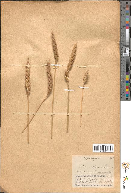 spécimen de Triticum sativum