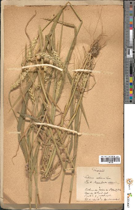 spécimen de Triticum sativum