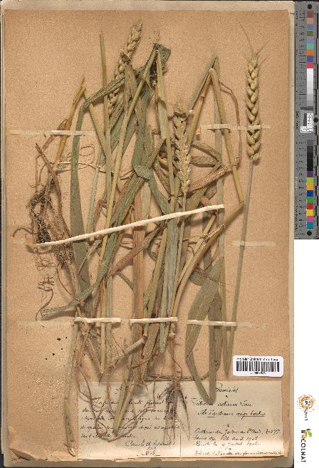 spécimen de Triticum sativum