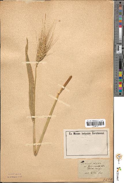 spécimen de Triticum vulgare