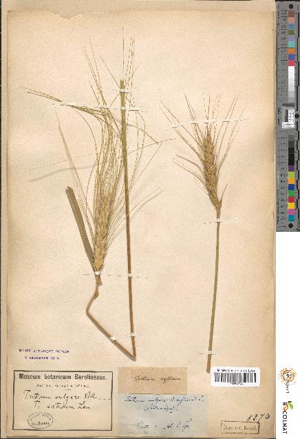 spécimen de Triticum vulgare