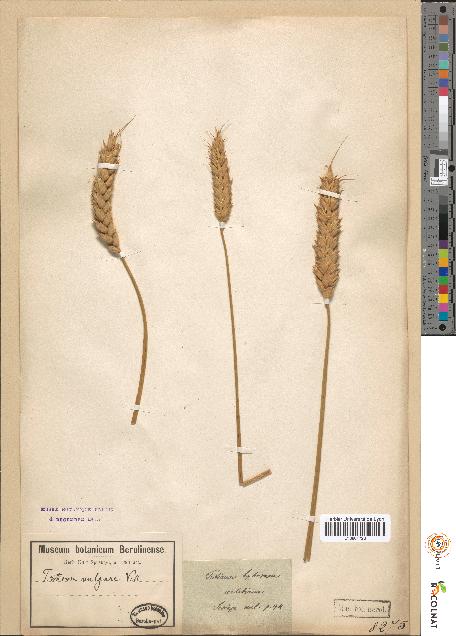 spécimen de Triticum vulgare