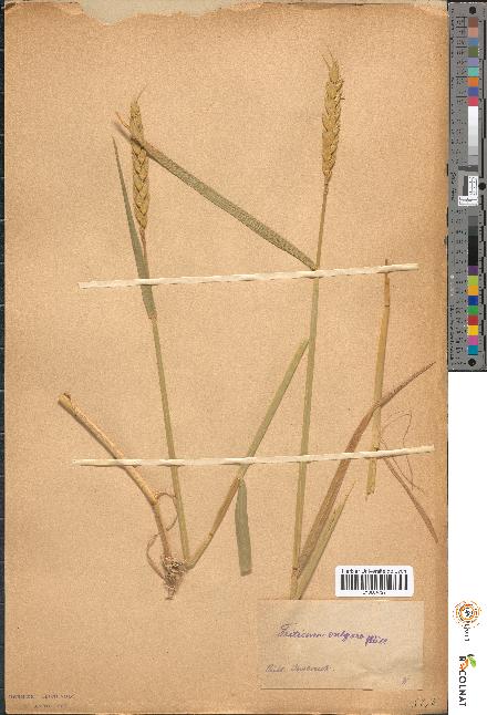 spécimen de Triticum vulgare