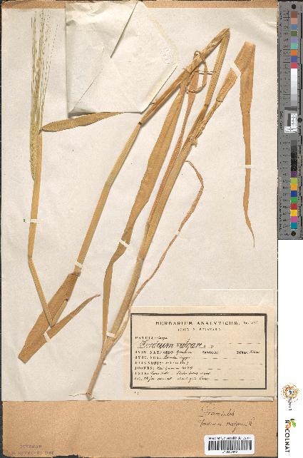 spécimen de Hordeum vulgare