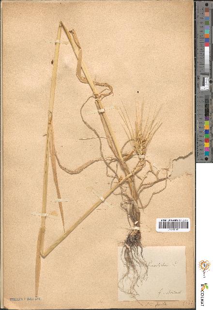 spécimen de Hordeum hexastichon