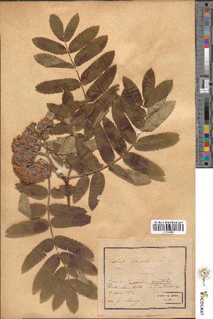 spécimen de Sorbus domestica