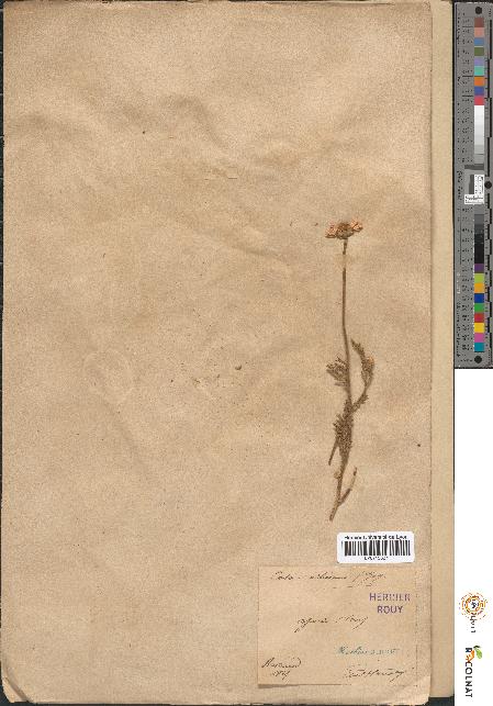 spécimen de Anthemis altissima
