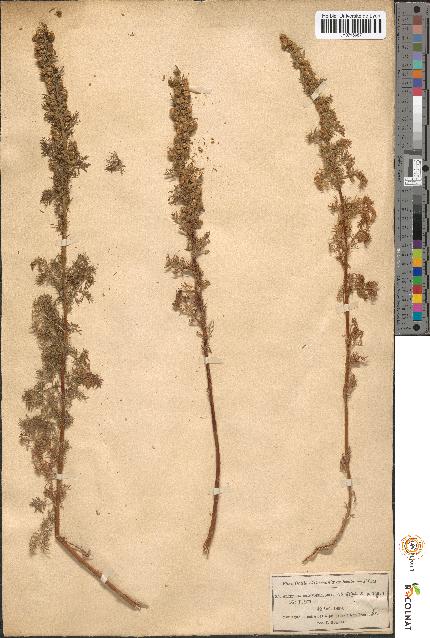 spécimen de Artemisia chamaemelifolia