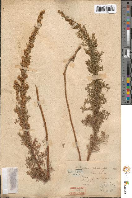 spécimen de Artemisia chamaemelifolia