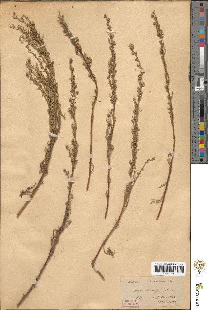 spécimen de Artemisia chitachensis