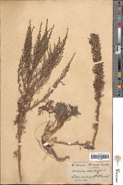 spécimen de Artemisia caerulescens