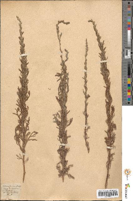 spécimen de Artemisia caerulescens