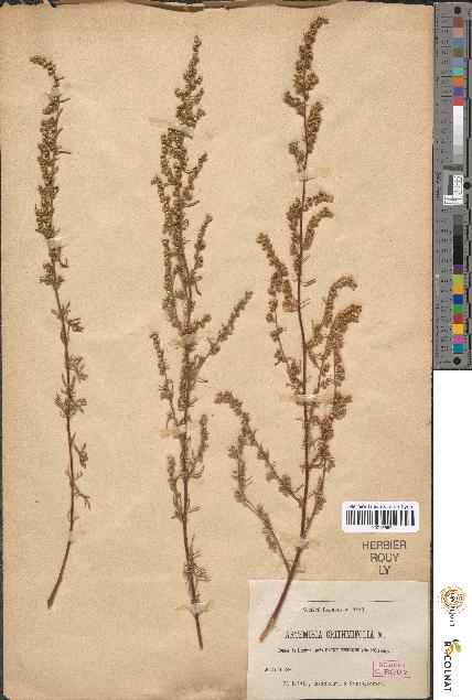 spécimen de Artemisia crithmifolia