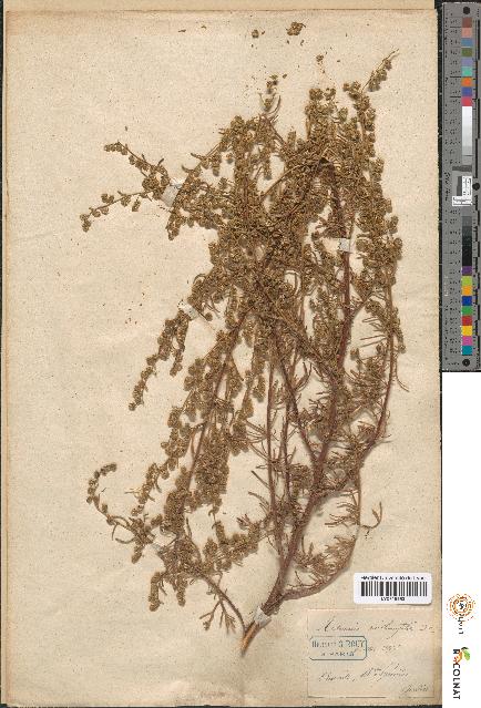 spécimen de Artemisia crithmifolia