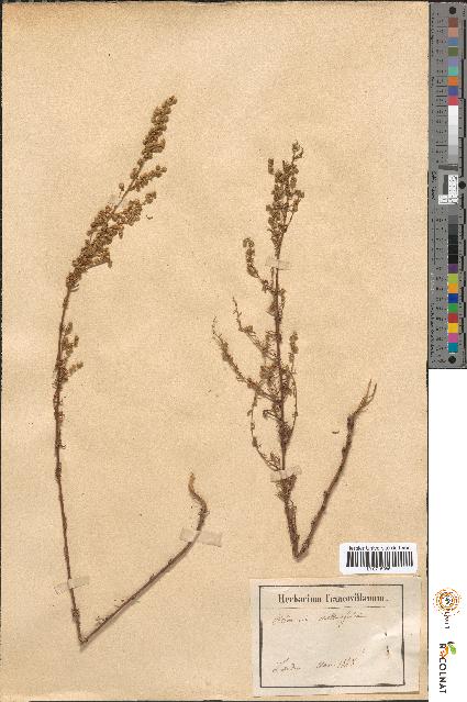 spécimen de Artemisia crithmifolia