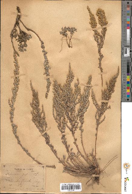 spécimen de Artemisia gallica