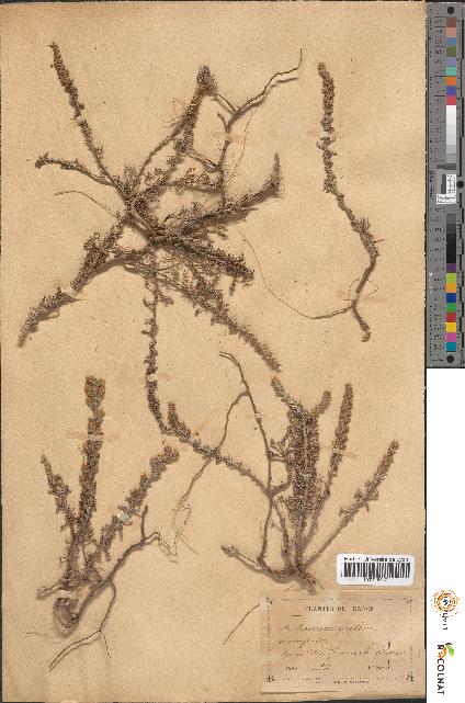 spécimen de Artemisia gallica
