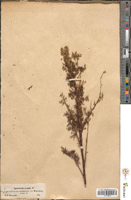 spécimen de Artemisia annua