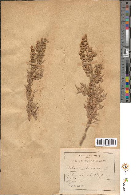 spécimen de Artemisia arborescens