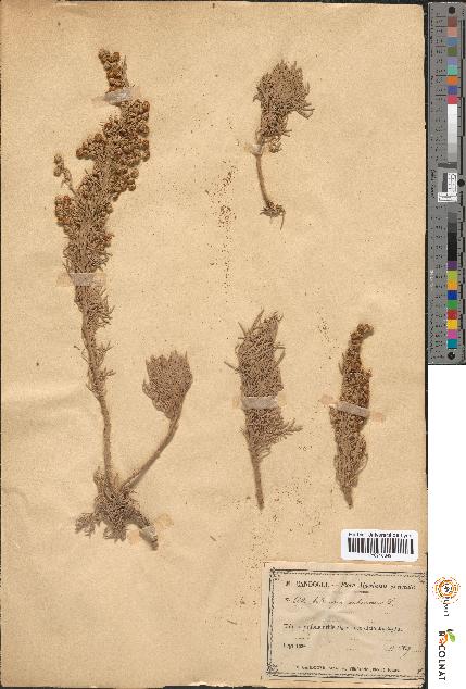 spécimen de Artemisia arborescens