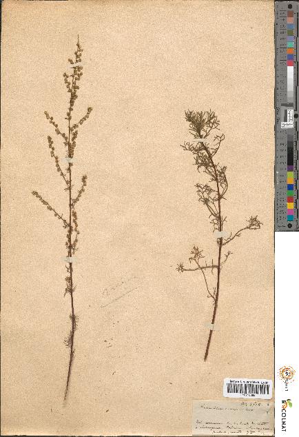 spécimen de Artemisia campestris