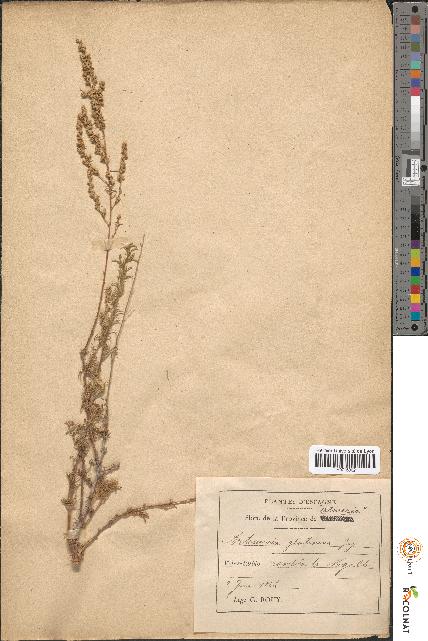 spécimen de Artemisia glutinosa