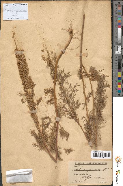 spécimen de Artemisia paniculata