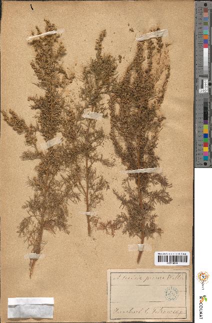 spécimen de Artemisia paniculata