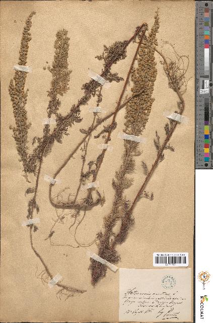 spécimen de Artemisia pontica