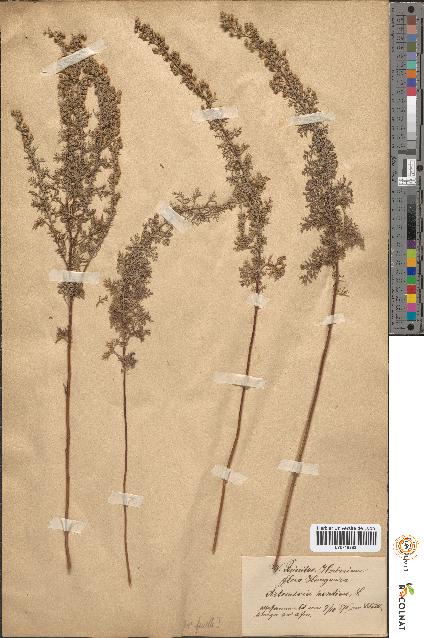 spécimen de Artemisia pontica