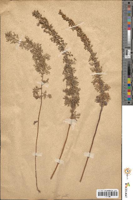spécimen de Artemisia pontica