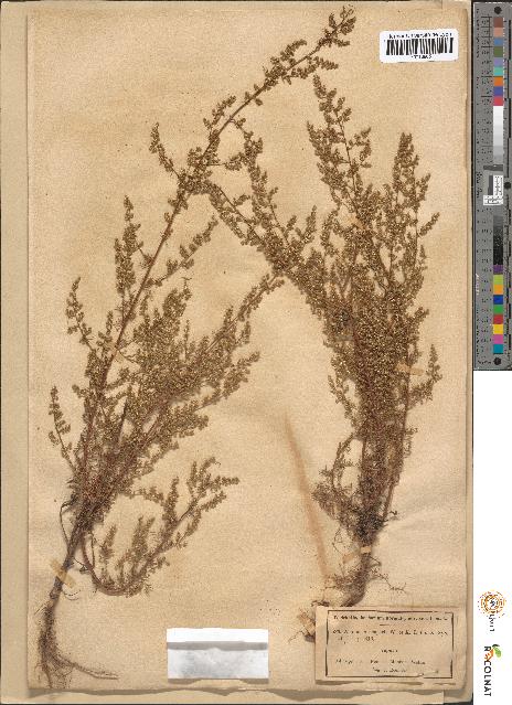 spécimen de Artemisia scoparia