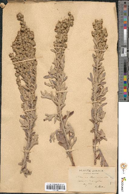 spécimen de Artemisia stelleriana