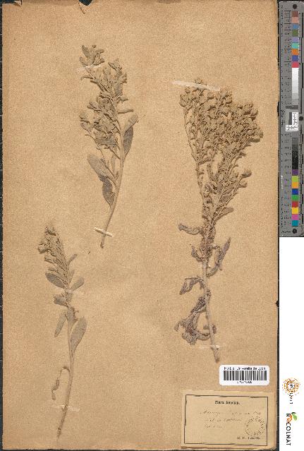 spécimen de Artemisia stelleriana