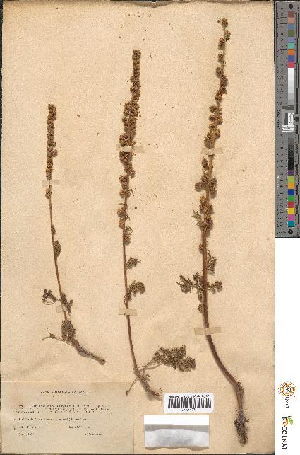 spécimen de Artemisia tanacetifolia