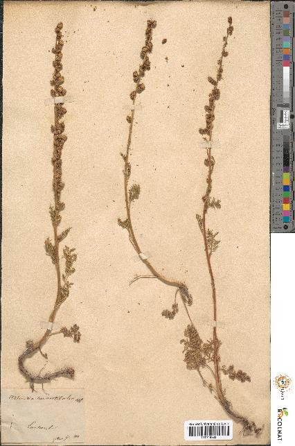 spécimen de Artemisia tanacetifolia