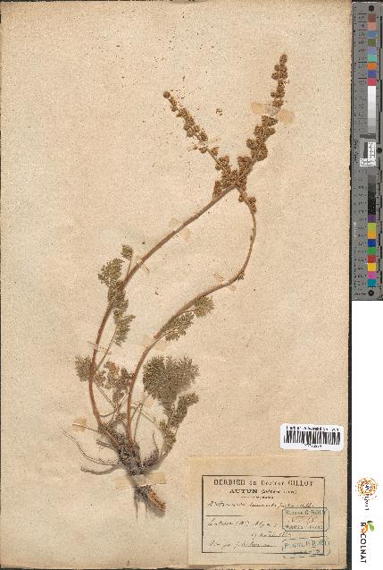 spécimen de Artemisia tanacetifolia