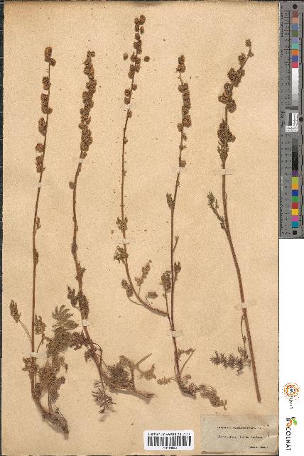 spécimen de Artemisia tanacetifolia