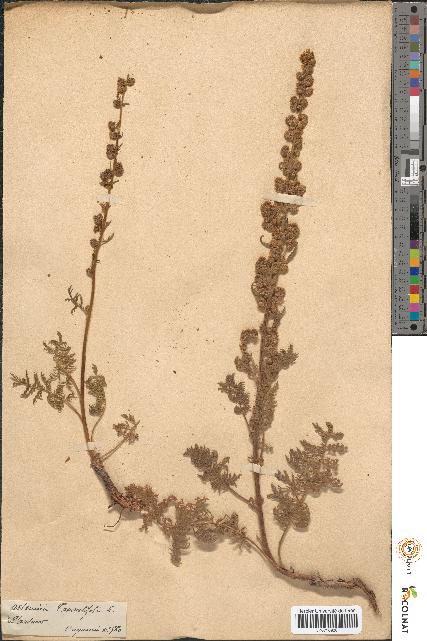 spécimen de Artemisia tanacetifolia