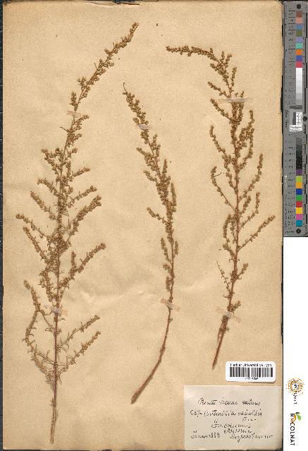 spécimen de Artemisia variabilis