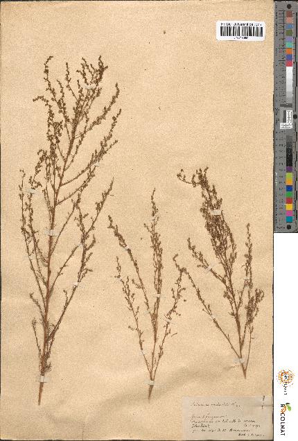 spécimen de Artemisia variabilis