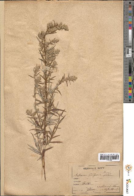 spécimen de Artemisia vulgaris