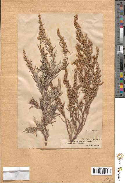 spécimen de Artemisia vulgaris