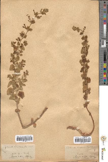 spécimen de Calamintha heterotricha