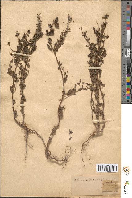 spécimen de Calamintha heterotricha