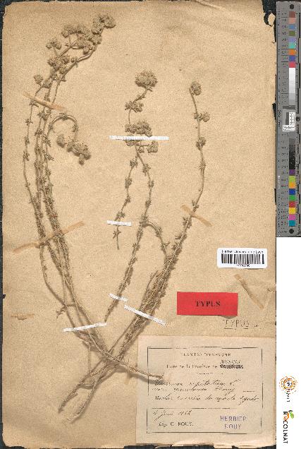 spécimen de Teucrium capitatum